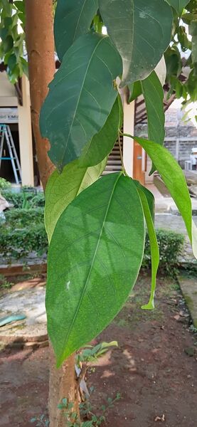 File:Syzygium polyanthum3.jpg