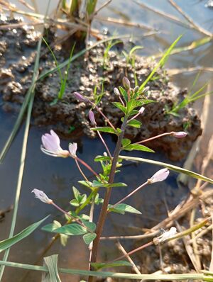 Cleome1.jpg